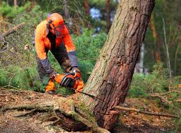 Best Lot and Land Clearing Services  in USA